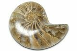 Cut & Polished Jurassic Nautilus Fossil (Half) - Madagascar #365532-1